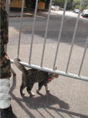 020831134646xKatze-nachdemwirzuweitgegangenwaren.jpg