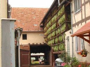 020810184112_1056tabac_trocknungimherxheimerhof.jpg